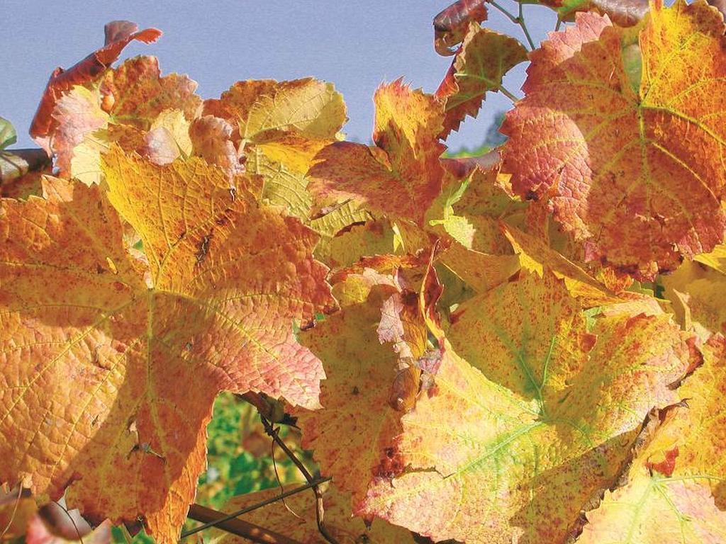 Apartamento Weingut Alfred Huber Durbach Exterior foto